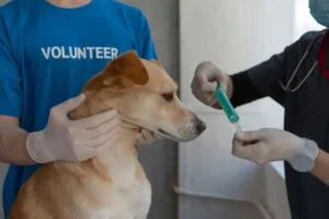 Pet detoxification using activated carbon